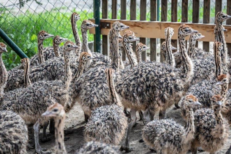 BEST and Tabidoo: Digitalisation on the Ostrich Farm