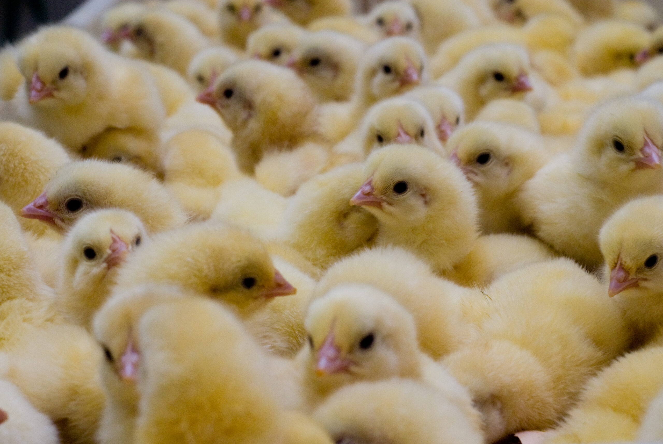 BEST and Tabidoo: Digitalisation on the Ostrich Farm